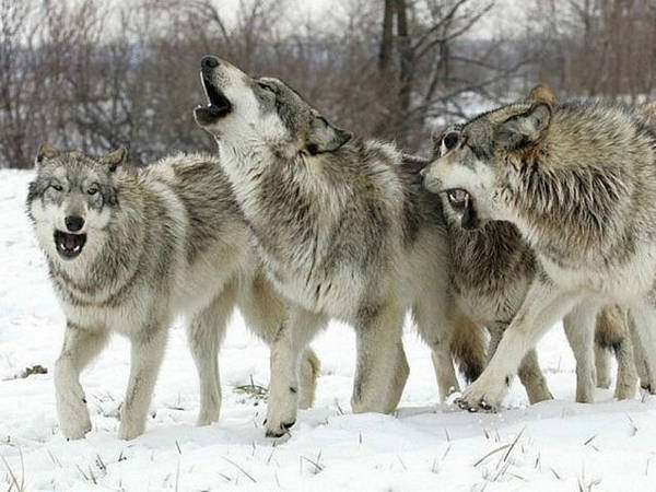 Роды в кругу волков