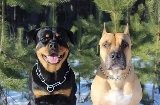 Два огромных и суровых пса превратились в сумасшедших яжотцов